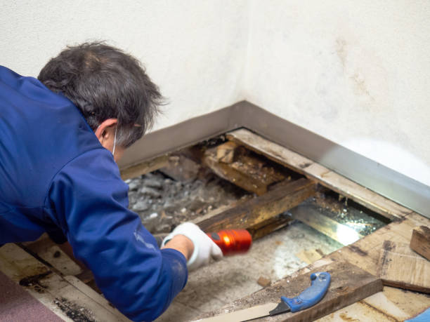 Best Affordable Mold Removal  in Mooresville, NC