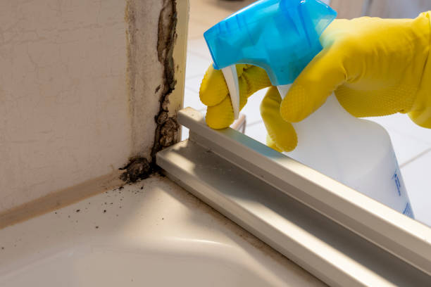 Best Black Mold Removal  in Mooresville, NC