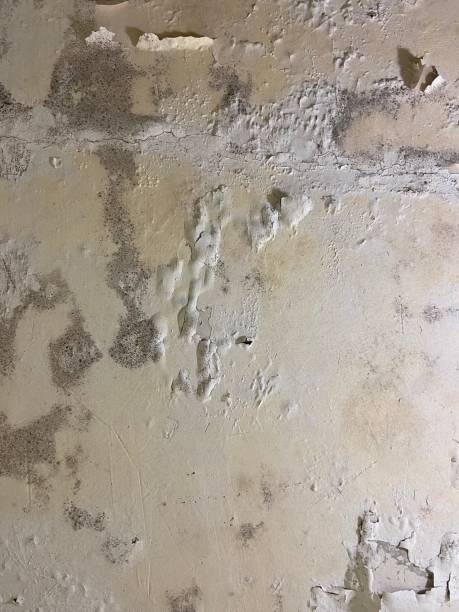 Best Crawl Space Mold Removal  in Mooresville, NC
