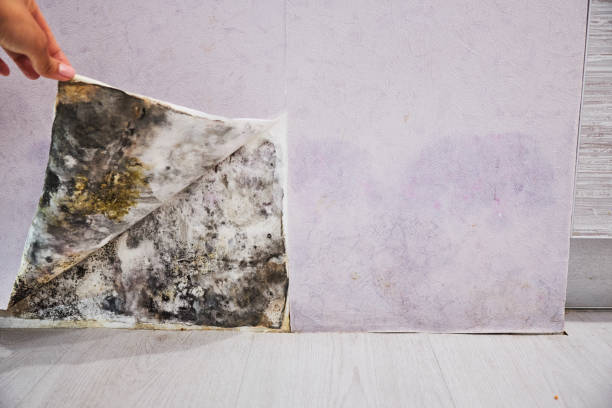 Best Commercial Mold Removal  in Mooresville, NC